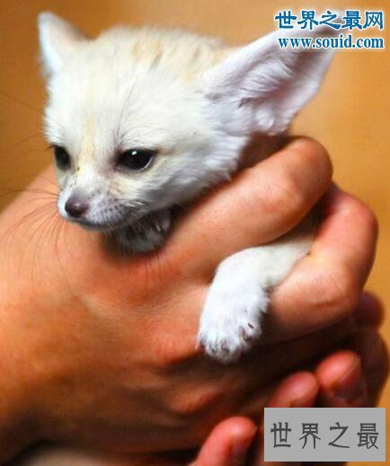 【图】世界上最小的狐狸，超级萌的耳廓狐(只要手掌大