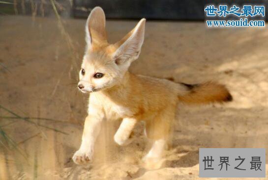 【图】世界上最小的狐狸，超级萌的耳廓狐(只要手掌大