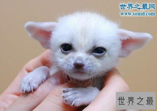 【图】世界上最小的狐狸，超级萌的耳廓狐(只要手掌大