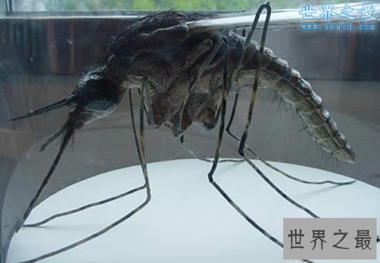 【图】世界上最大的蚊子，华美巨蚊(长达恐惧的0.4米
