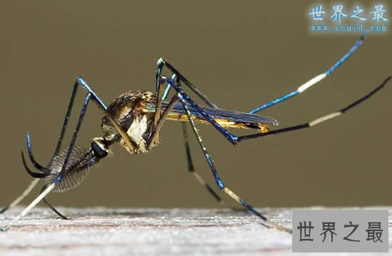 【图】世界上最大的蚊子，华美巨蚊(长达恐惧的0.4米