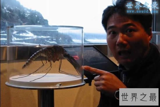 【图】世界上最大的蚊子，华美巨蚊(长达恐惧的0.4米