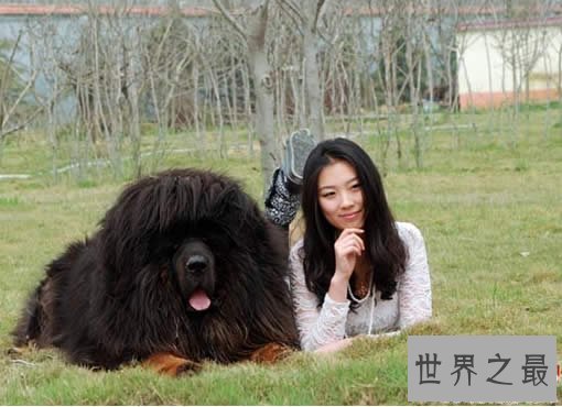 【图】世界上最大的藏獒王，巨獒比尔(站立高达1.8米
