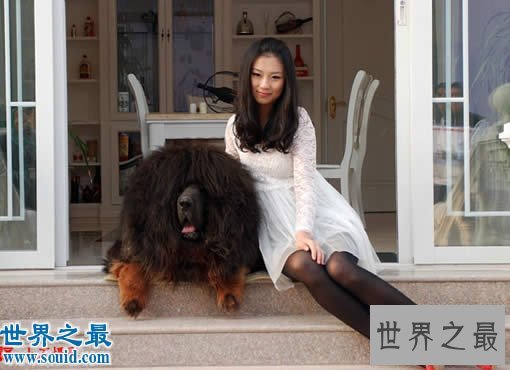 【图】世界上最大的藏獒王，巨獒比尔(站立高达1.8米