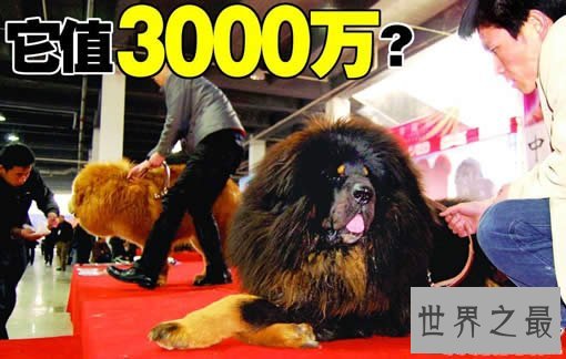 【图】世界上最大的藏獒王，巨獒比尔(站立高达1.8米
