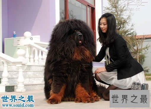 【图】世界上最大的藏獒王，巨獒比尔(站立高达1.8米
