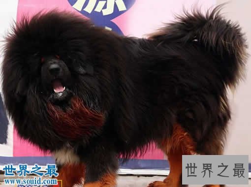 【图】世界上最大的藏獒王，巨獒比尔(站立高达1.8米