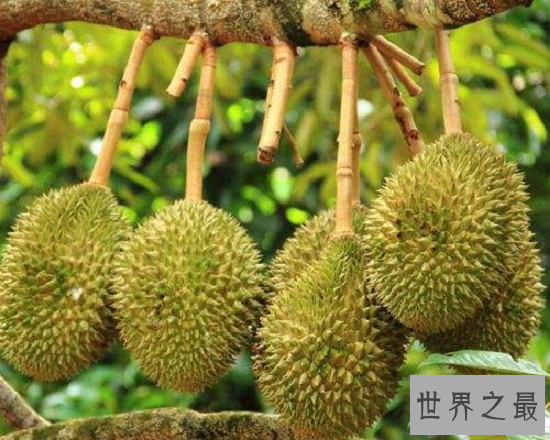 【图】清点榴莲的效用，“水果之王”可不是白叫的