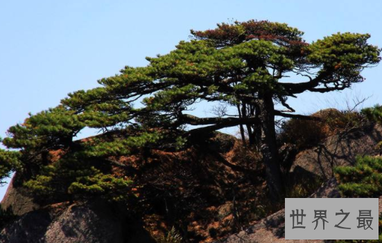 【图】黄山四绝每一绝都美轮美奂 让人依依不舍