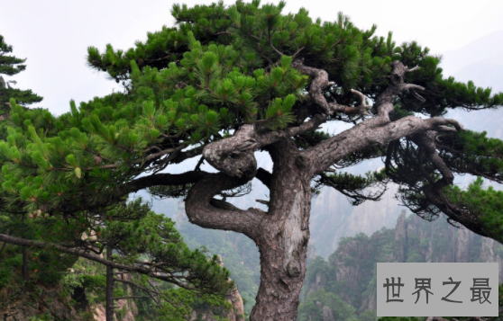 【图】黄山四绝每一绝都美轮美奂 让人依依不舍