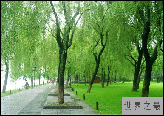 【图】最经典的西湖十景引见 2.8千米的苏堤竟成为十景