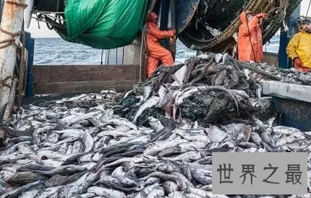 【图】四大渔场渔业资源如此丰富的秘密这回假相了