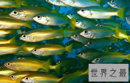 【图】四大渔场渔业资源如此丰富的秘密这回假相了