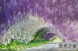 【图】最美的地方，第一个竟然是日本！紫藤花真的很