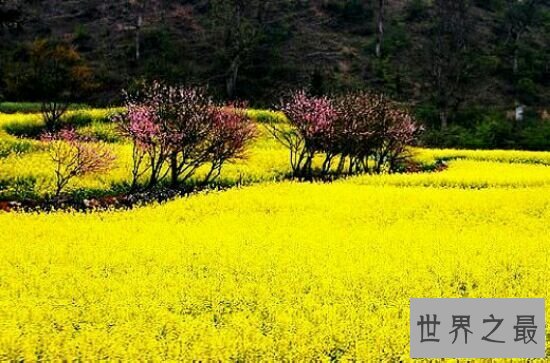 【图】最美的中央，第一个竟然是日本！紫藤花真的很