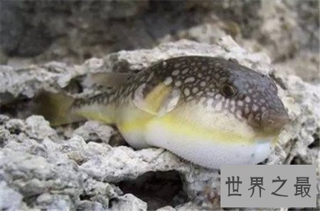 【图】最贵的鱼是什么鱼 价钱居然上万