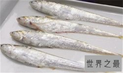 【图】最贵的鱼是什么鱼 价格居然上万