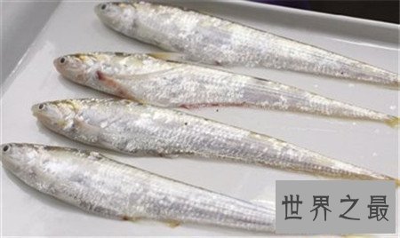 【图】最贵的鱼是什么鱼 价钱居然上万