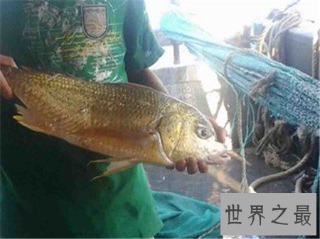 【图】最贵的鱼是什么鱼 价钱居然上万