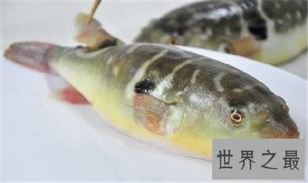 【图】最贵的鱼是什么鱼 价钱居然上万