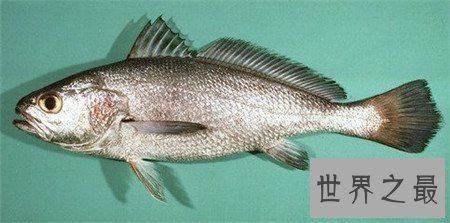 【图】世界上最贵的鱼 如今有钱都买不到
