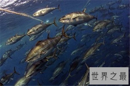 【图】世界上最贵的鱼 如今有钱都买不到