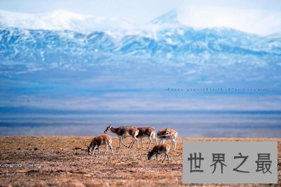 【图】中国四大无人区都在哪？体验最原生态的野性之