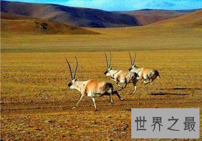 【图】中国四大无人区都在哪？体验最原生态的野性之