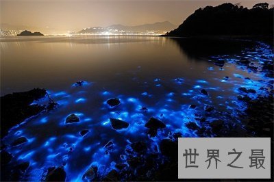 【图】荧光海滩真是又浪漫又神奇 竟然是这么构成的