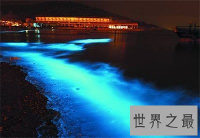 【图】荧光海滩真是又浪漫又神奇 竟然是这么构成的