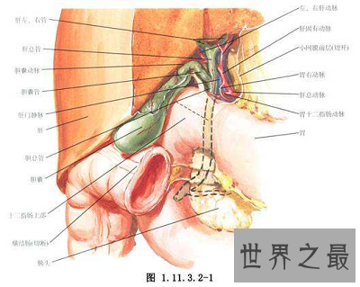 【图】你得胆汁反流性胃炎了吗？最佳治疗方法通知你