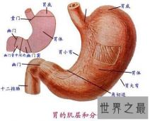 【图】你得胆汁反流性胃炎了吗？最佳治疗方法告诉你