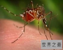 【图】你认识世界最毒蚊子吗？被毒蚊子咬了该怎么办