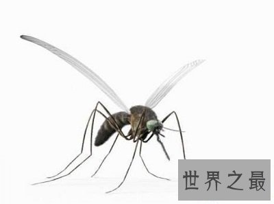【图】你意识世界最毒蚊子吗？被毒蚊子咬了该怎样办