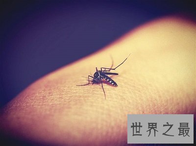 【图】你意识世界最毒蚊子吗？被毒蚊子咬了该怎样办