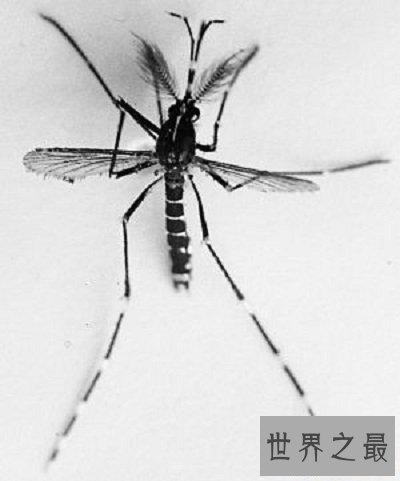 【图】你意识世界最毒蚊子吗？被毒蚊子咬了该怎样办