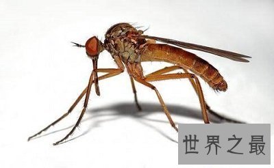 【图】你意识世界最毒蚊子吗？被毒蚊子咬了该怎样办
