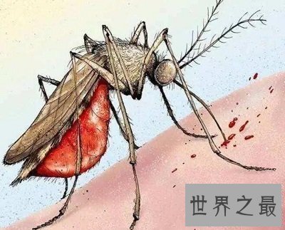 【图】你意识世界最毒蚊子吗？被毒蚊子咬了该怎样办