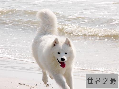 【图】为什么很多动物有尾巴 动物的尾巴有着神奇的作