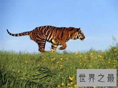 【图】为什么很多动物有尾巴 动物的尾巴有着神奇的作