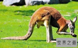 【图】为什么很多动物有尾巴 动物的尾巴有着神奇的作