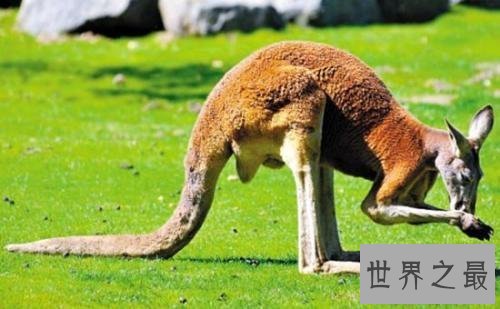 【图】为什么很多动物有尾巴 动物的尾巴有着神奇的作