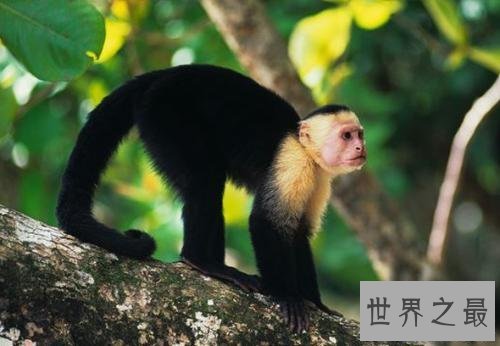 【图】为什么很多动物有尾巴 动物的尾巴有着神奇的作