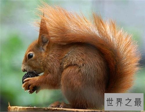 【图】为什么很多动物有尾巴 动物的尾巴有着神奇的作