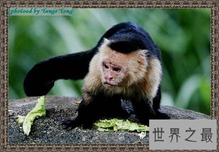 【图】为什么很多动物有尾巴 动物的尾巴有着神奇的作