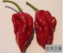 【图】娜迦毒蛇通过三种辣椒杂交 能让大脑停下来的辣