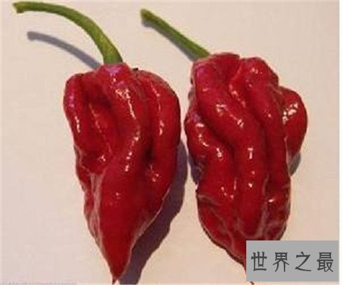 【图】娜迦毒蛇经过三种辣椒杂交 能让大脑停上去的辣
