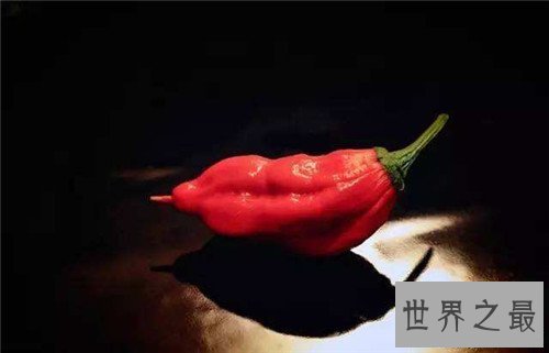 【图】娜迦毒蛇经过三种辣椒杂交 能让大脑停上去的辣