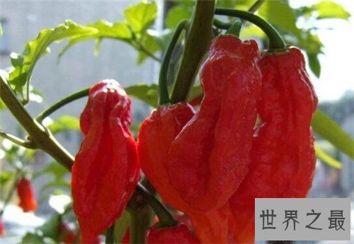 【图】娜迦毒蛇经过三种辣椒杂交 能让大脑停上去的辣