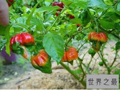 【图】娜迦毒蛇经过三种辣椒杂交 能让大脑停上去的辣